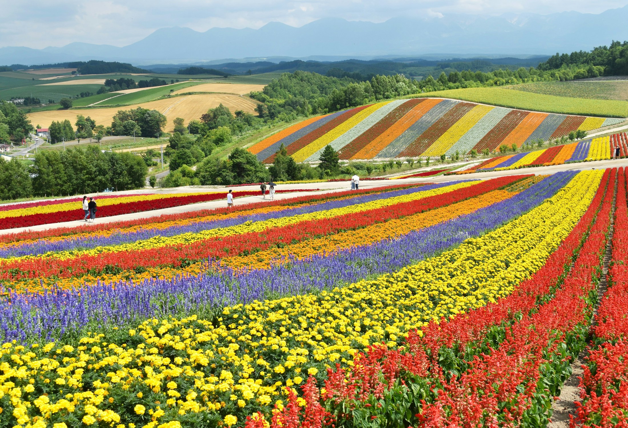 Champs de fleurs colorés à Biei, Hokkaido